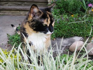 A summers day. Got the garden, check, the grass to chew, check, the flowers to sniff, check, the stone steps to nap on, check. Paradise, check.