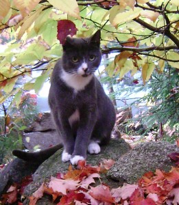 Sleek, slate grey and white I-Get-Around Cat aka a reasonable facsimile.