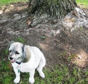 Here I sit by my favorite Smart Tree. Look at that gnarly, carved tree base.