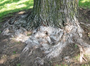 On one side of the tree the toes dig in to the earth, stabilizing its position. And no toe is that long? Is that a forked tail? You tell me!