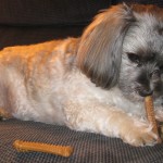 Look at me. Teeth brushing bones held firmly in place by my furry little paws. And check out how good I look, now that the bath is done, the fur on my ear flaps perfectly blow dried - God Bless Momma.