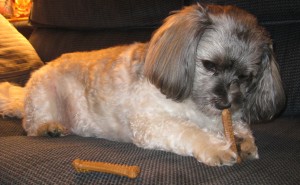 Look at me. Teeth brushing bones held firmly in place by my furry little paws. And check out how good I look, now that the bath is done, the fur on my ear flaps perfectly blow dried - God Bless Momma.