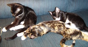 Those were the days - the three of us harmonized like a well run orchestra without the strings. Beau on left, Andy on right, Calico Diva Gen bridging us.