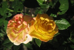 A rose of summer