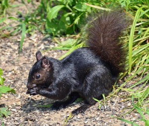 L'il Rascal using his well developed paws, like tiny hands, to eat. Black Squirrel.jpg From Morguefile.com By AcrylicArtist 