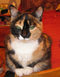 Calico Diva Gen - Picture Perfect with white paws together in prayer. Who would not want to be me?