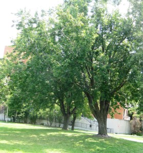 We saunter on our walk, along the path, passing big ole trees, whispering hope, whispering inspiration.