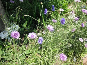 Busy Bachelor Buttons, waving at all the traffic that passes them by as people walk here, there and everywhere.