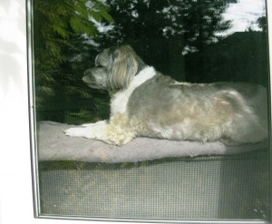 Jakita dozing in the window, awaiting Momma's return from the hospital.