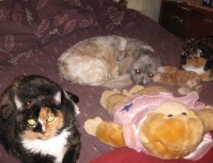 Charlie (left), Jakita, Gen (left), Tigger, the Tiger and Ruby the Incredibly Wide Eyed Monkey, share tales.