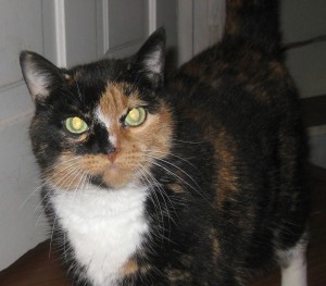 Charlie, always hovering at the basement door, too shy to explore other territory.