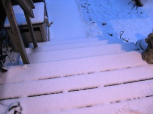 Fresh snow - not even cat paw marks yet!