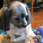 Jakita checks out her birthday gift - a purple Care Bear.