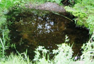 The spooky mirror pool.....There definitely is something going on in there!