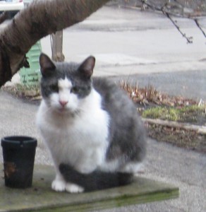 Spookie waits for the door to open.