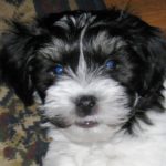 Our adorable Fidel (RIP) ...that is who Little Rascal Reilly looks like.