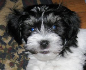 Our adorable Fidel (RIP) ...that is who Little Rascal Reilly looks like.