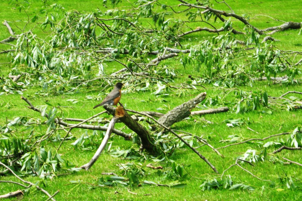 After the storm passes on, Mama Robin Red Breast cries, "You got to be kidding... where is my tree?  Where is my nest? OMG, where are my baby birds?"