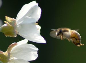 Bee hones in on blossom. Fr: Morguefile By: ranbud 11/l/1447552342mwa60.jpg 