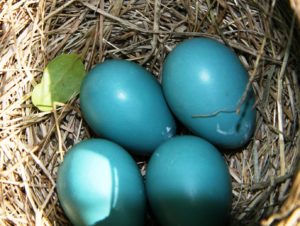 My beautiful turquoise eggs...only three made it! Fr: Morguefile By: Taliesin File 000313526538