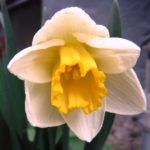 Delicate Daffodil