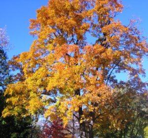 Fall Leaves color our world