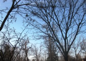 Bare branches on trees in winter