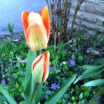 Tulips & Periwinkle in Spring