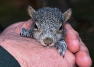 Baby Mickey Squirrel in Daddy's hand. Fr: Morguefile By: Marykbaird