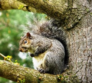 Mama Squirrel. Fr Morguefile P1110675.JPG By Natureworks