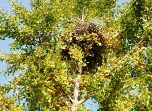 A squirrel nest in a big old tree. Fr: Morguefile   By: Iceman0 