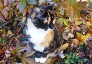 Diva Calico Gen in camoflage.